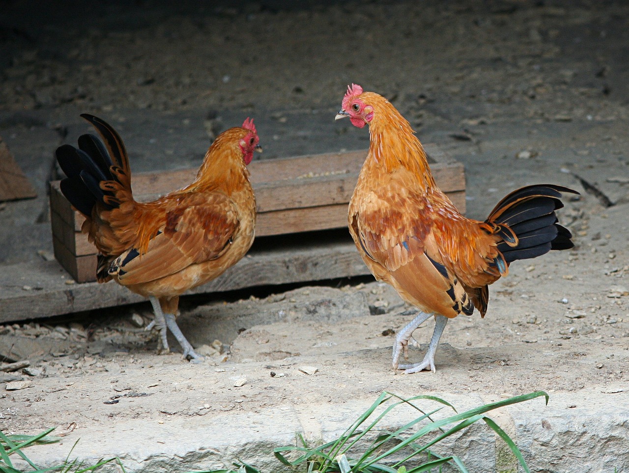 ¿Cómo se llaman las gallinas grises?