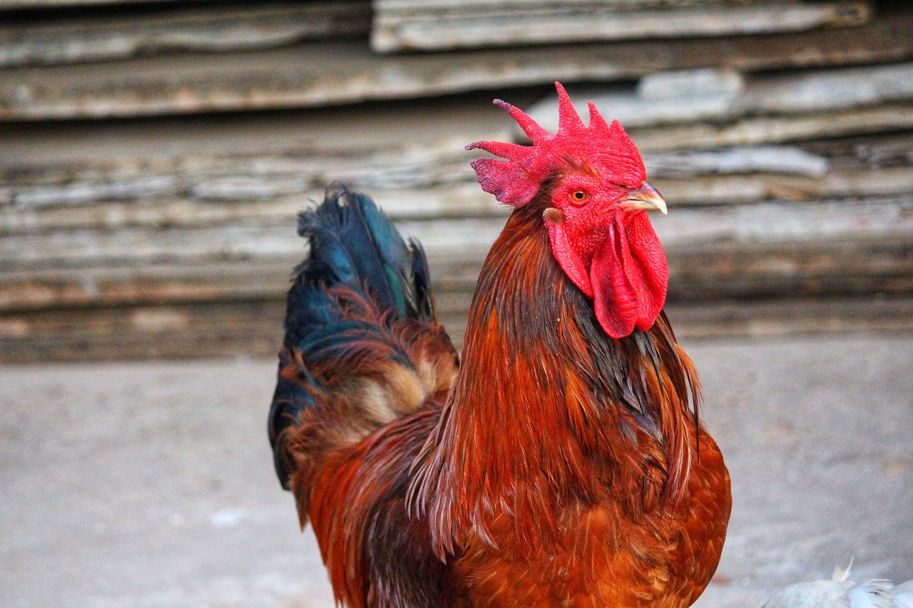 ¿Cómo se llaman las gallinas sin plumas?