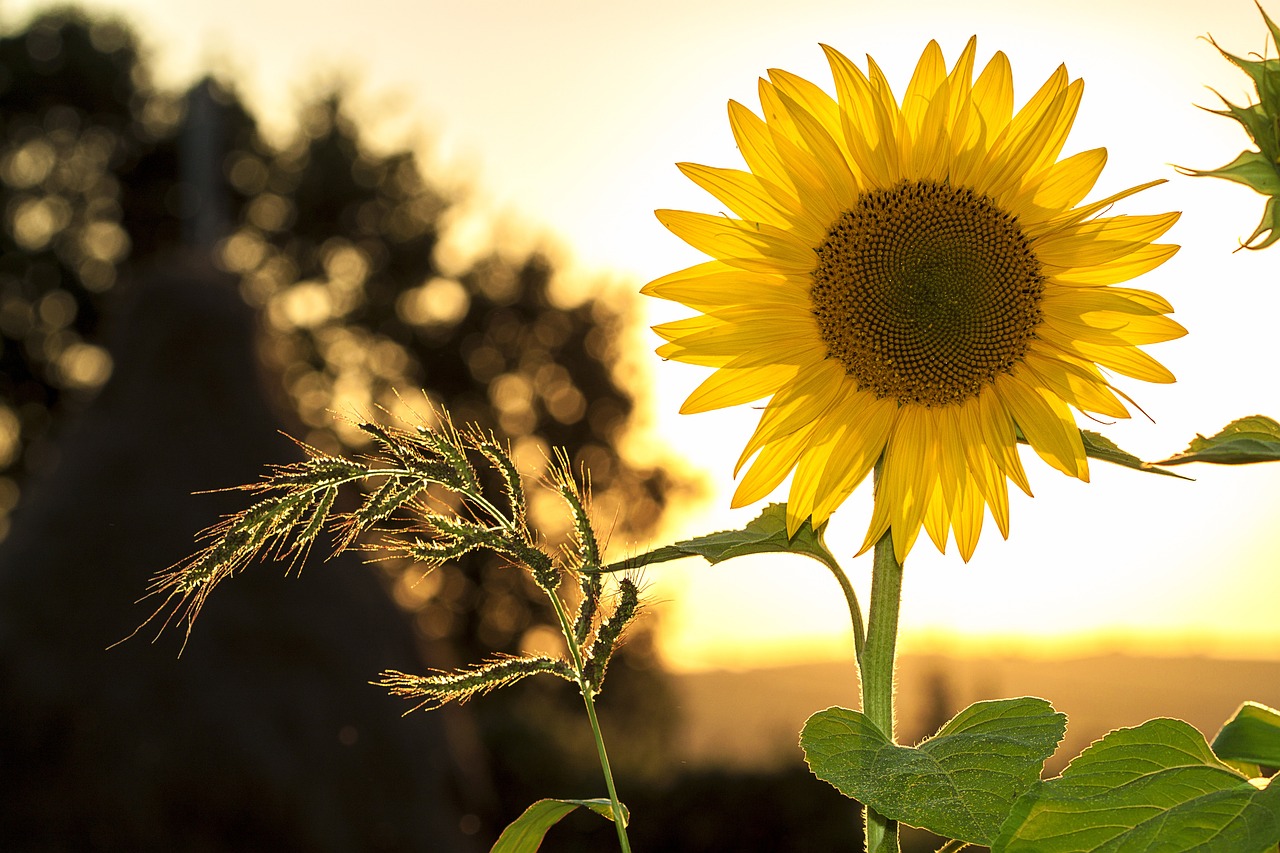 ¿Cuáles son los tipos de girasoles que existen?