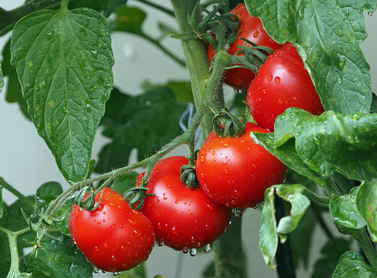 ¿Cuándo hay que echar cobre a los tomates?