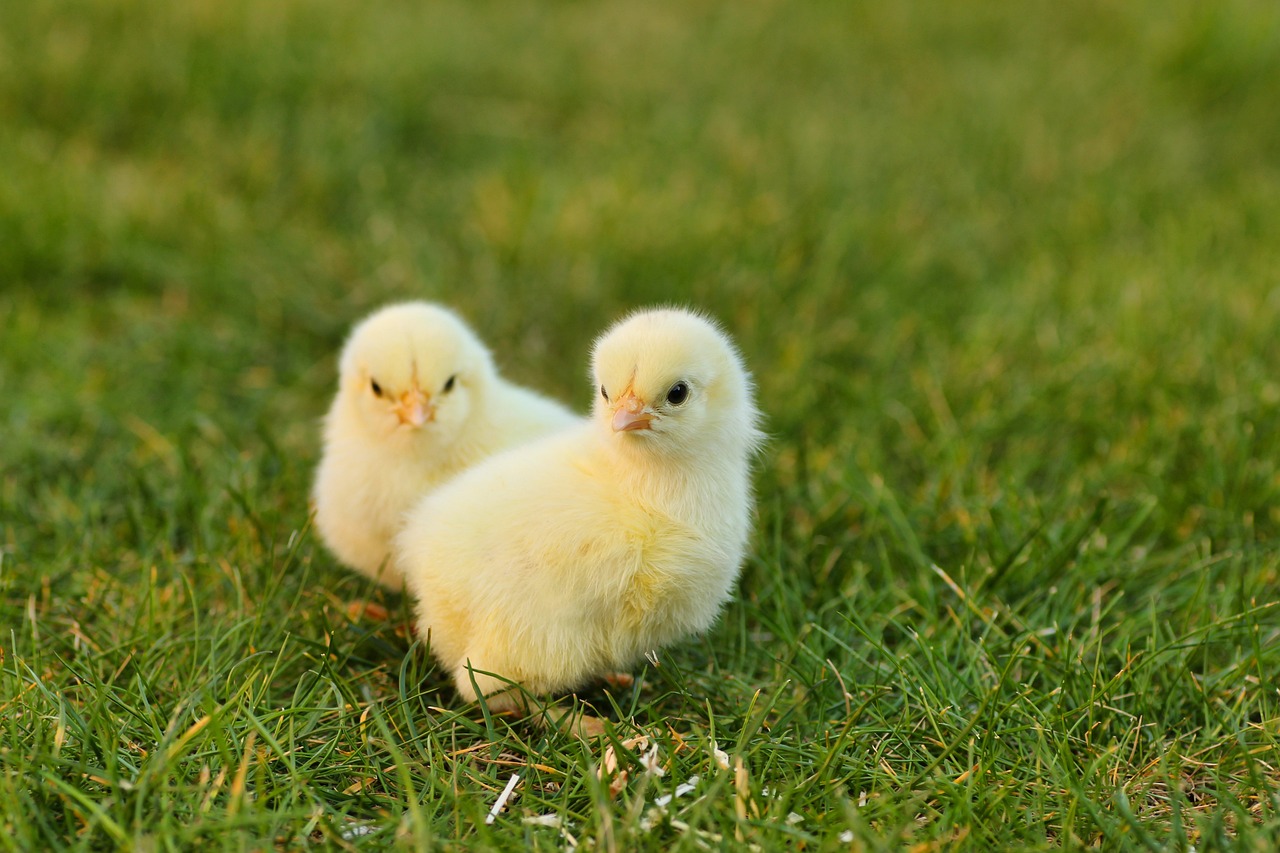 ¿Cuántos meses debe tener un pollo para comer?