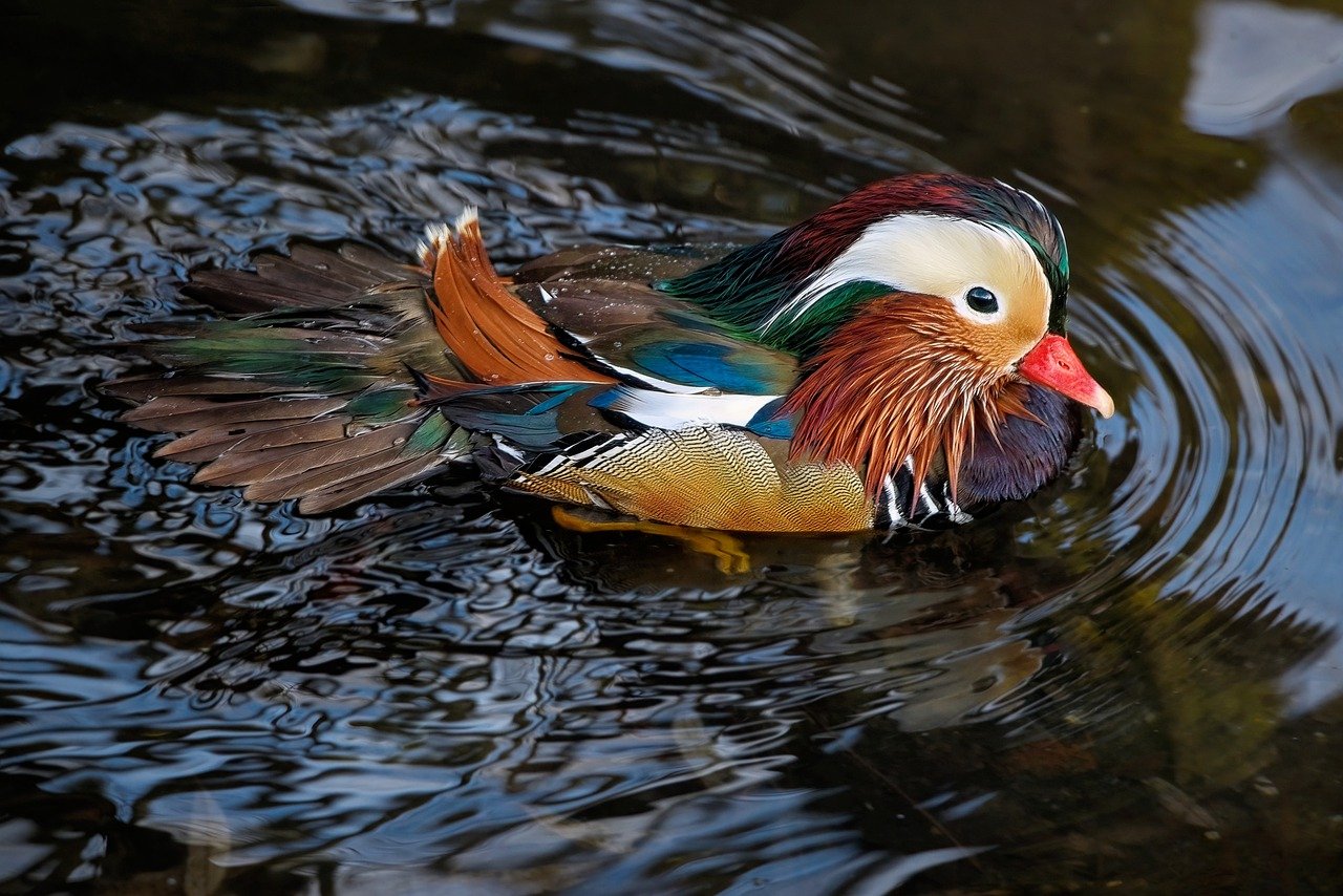 ¿Dónde hay pato mandarín?