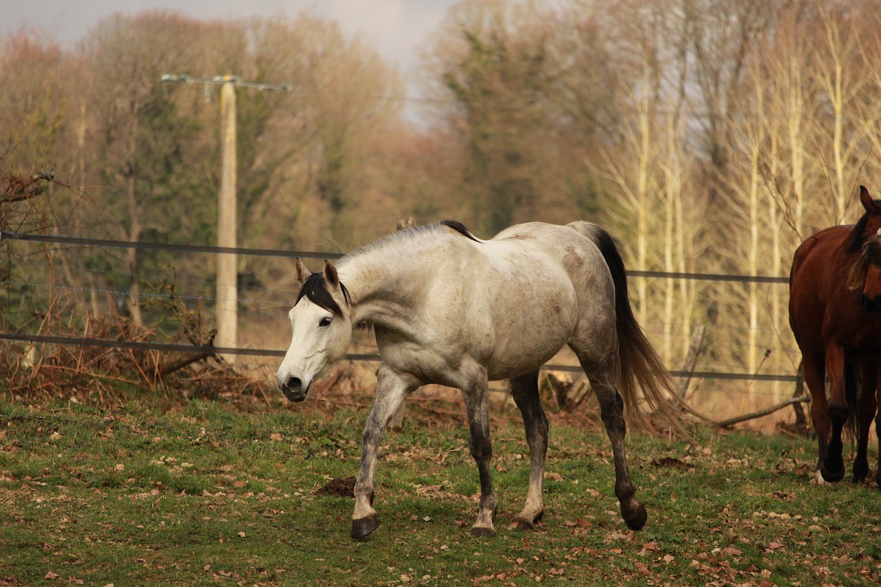 ¿Qué es un caballo tordillo?