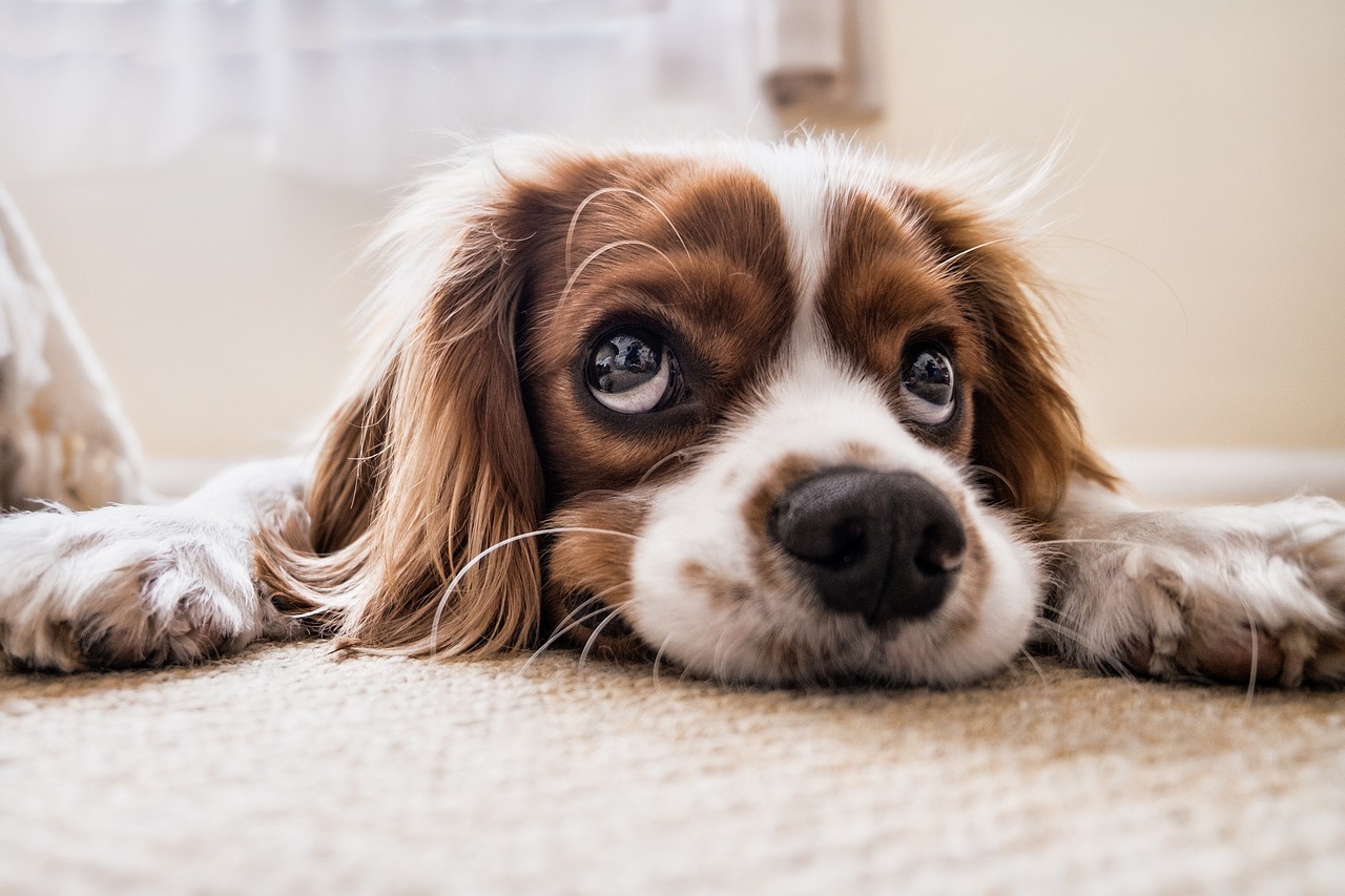 ¿Qué hacer si se me escapa el perro?