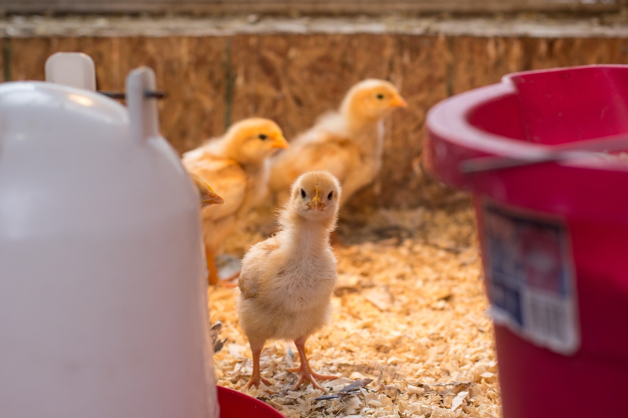 ¿Qué hay que hacer cuando una gallina está clueca?