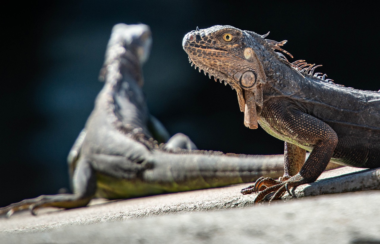 ¿Qué precio tiene una iguana verde?