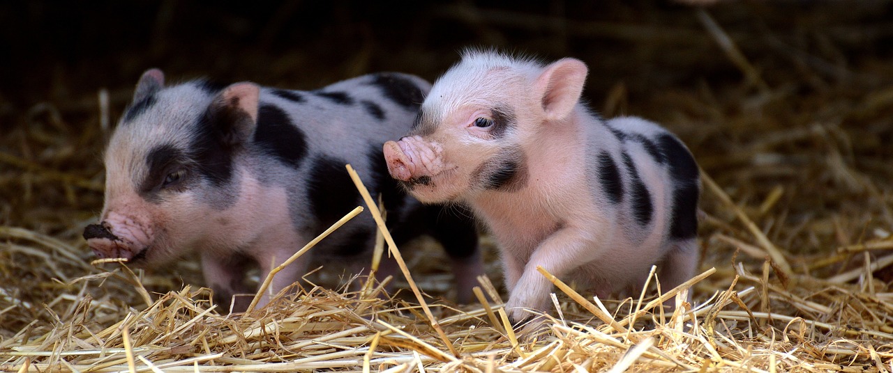 ¿Qué tamaño alcanza el Mini Pig?