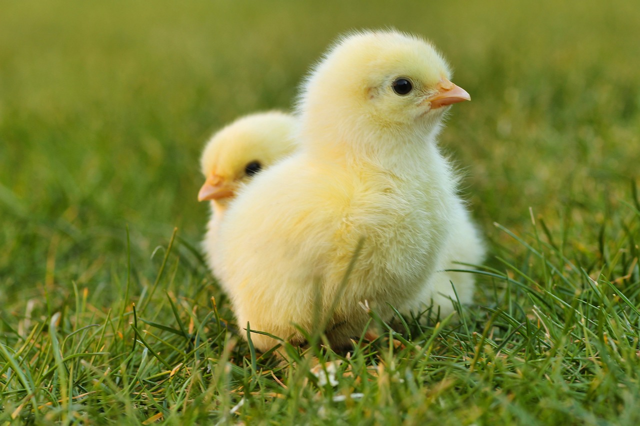 ¿Cómo darle calor a un pollito en casa?