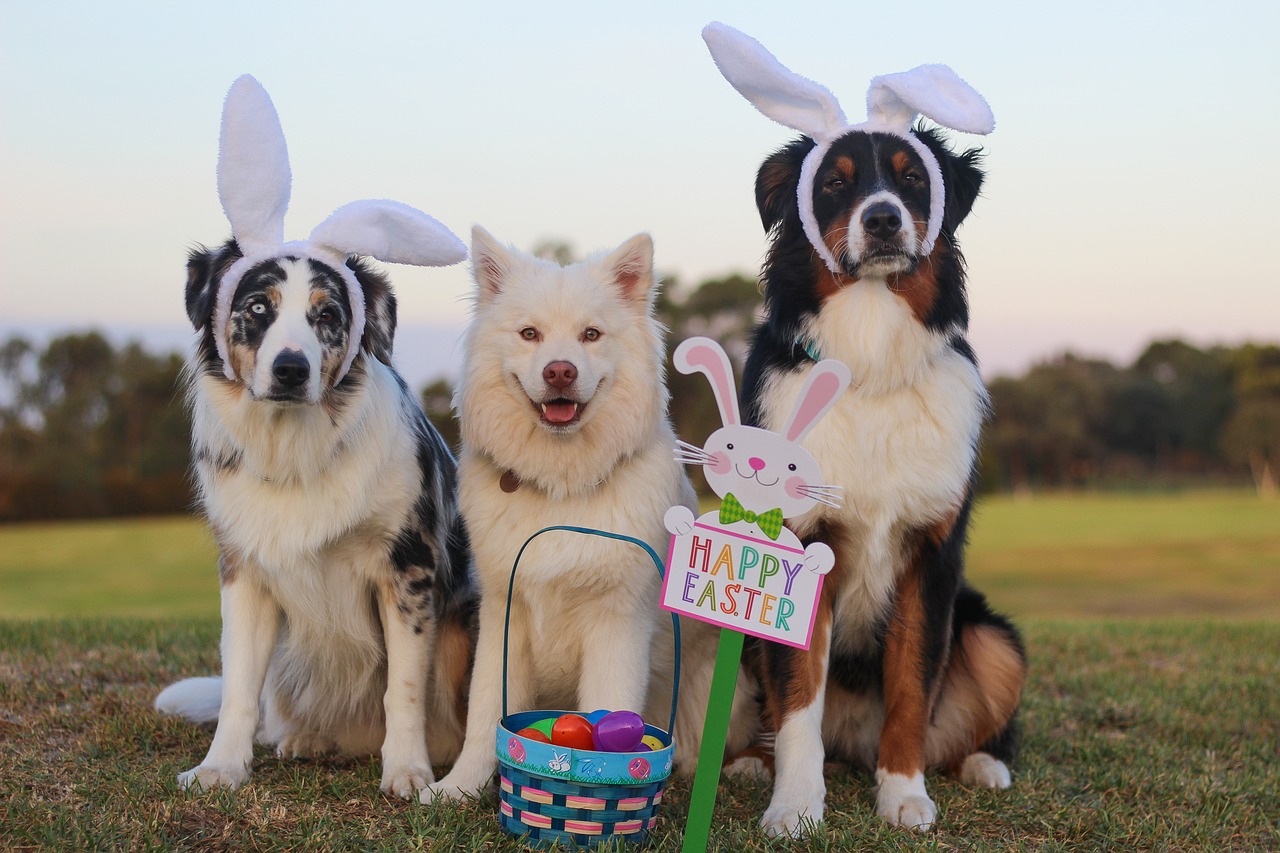 ¿Cómo puedo regalar un conejo?