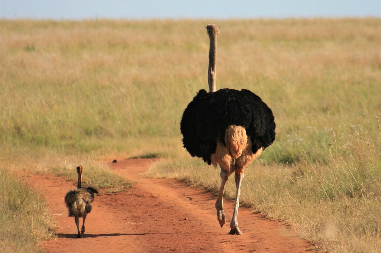 ¿Cómo se llama el animal que se parece al avestruz?