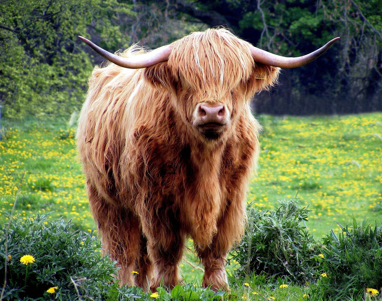 ¿Cómo se llaman las cabras que no tienen cuernos?