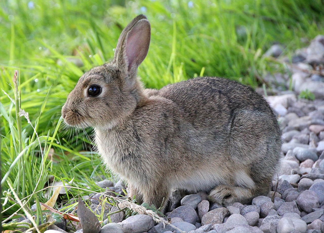 ¿Cuál es el conejo más enano?