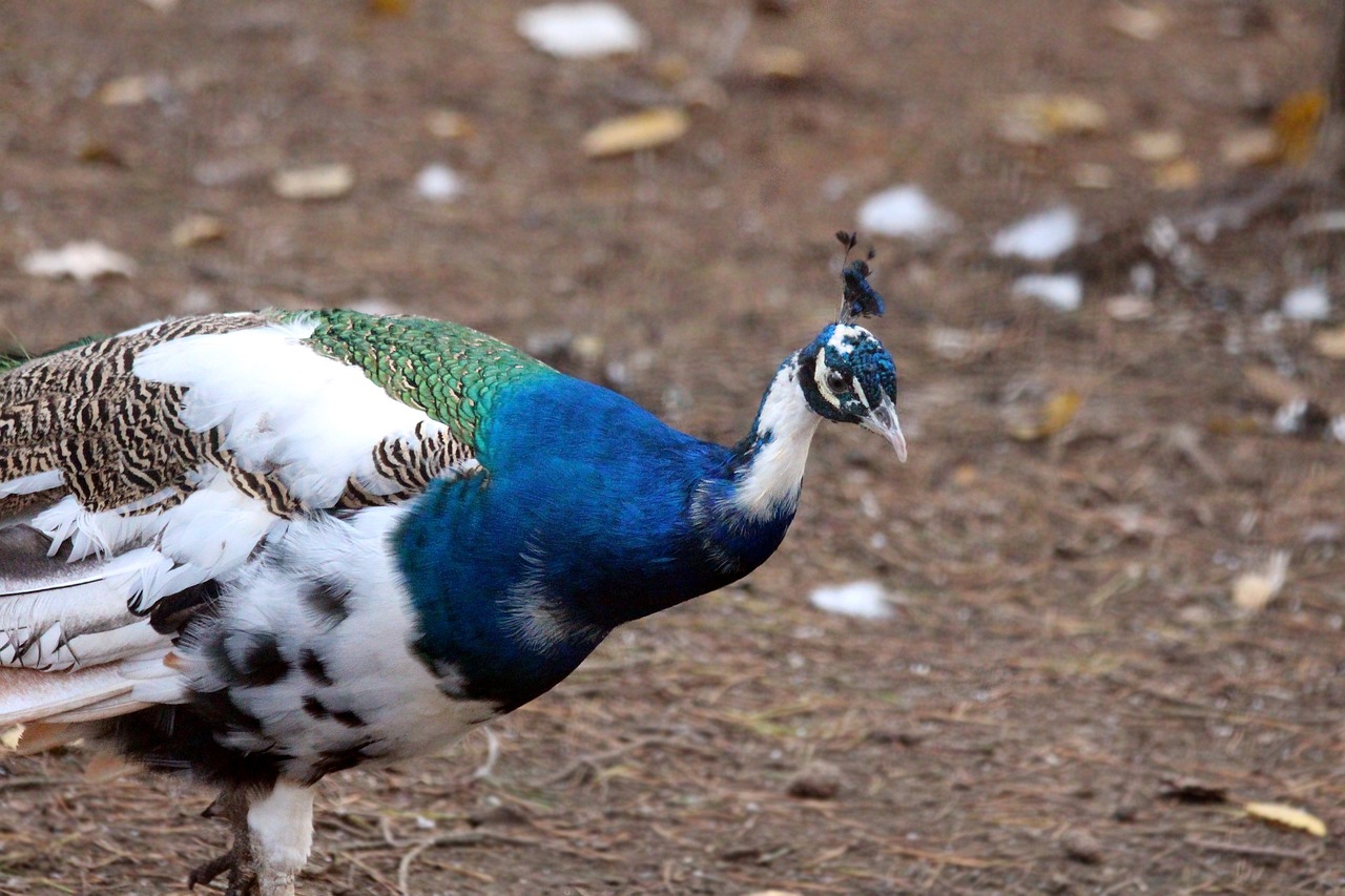 ¿Cuál es la mejor raza de pavos para carne?