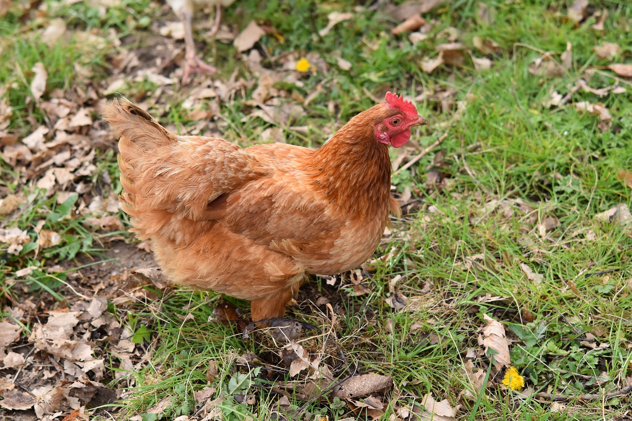 ¿Cuál es la raza de la gallina roja ponedora?