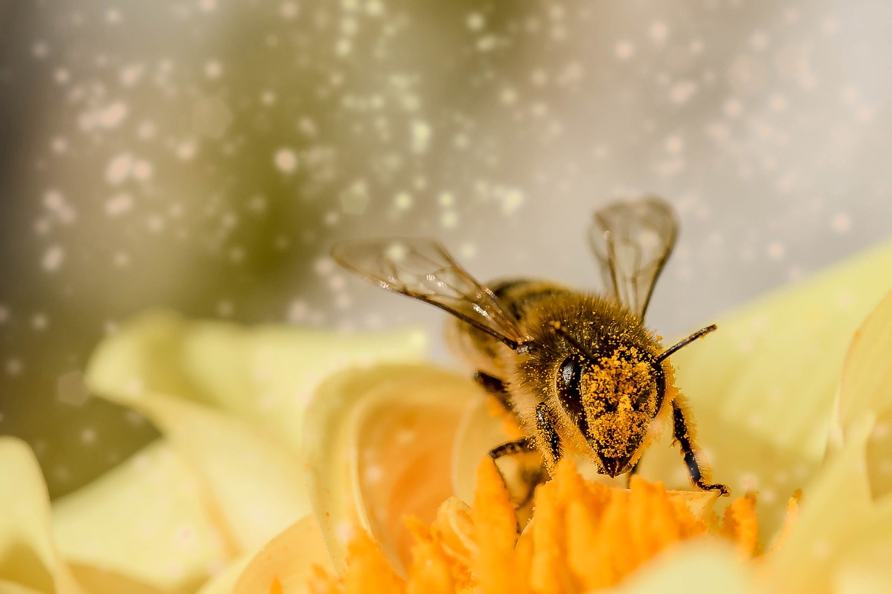 ¿Cuánto dinero puede generar una colmena de abejas?
