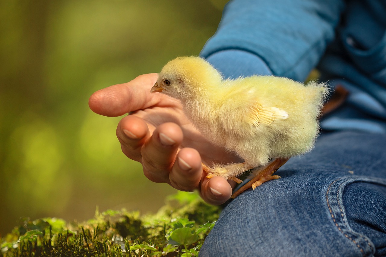 ¿Cuánto se demora en crecer un pollito?
