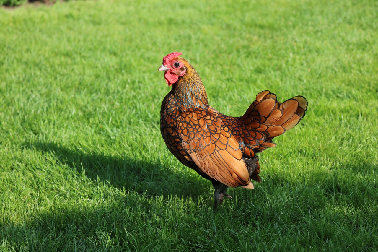 ¿Cuántos huevos pone una gallina Sebright antes de echarse?