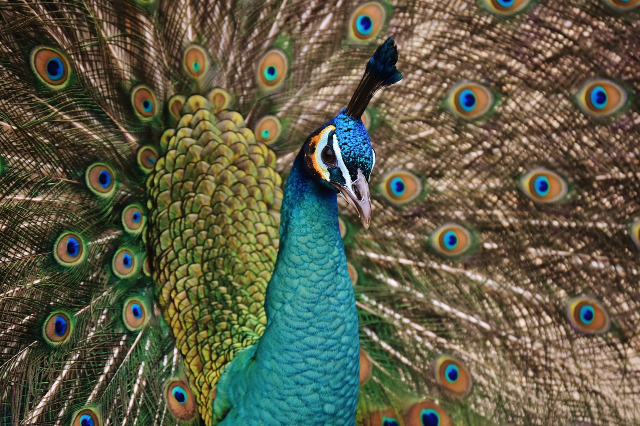 ¿Qué colores hay de pavo real?
