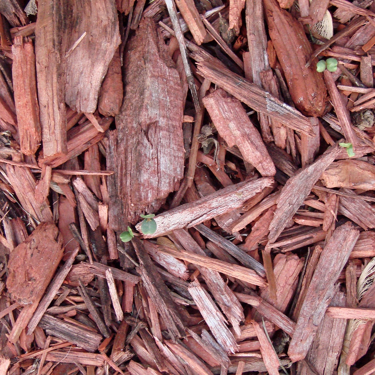 ¿Que no debo echar al compost?