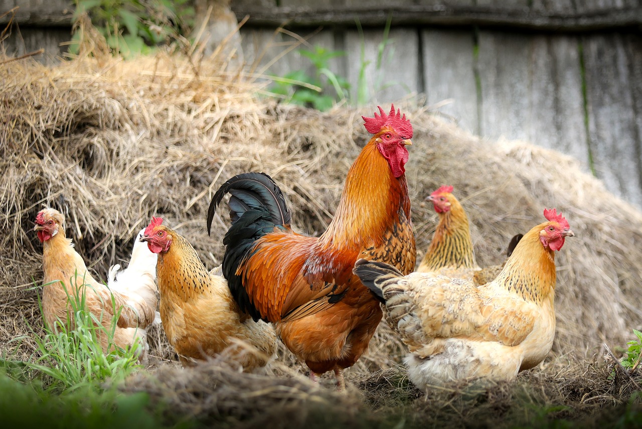 ¿Qué pasa si una gallina tiene la cresta morada?