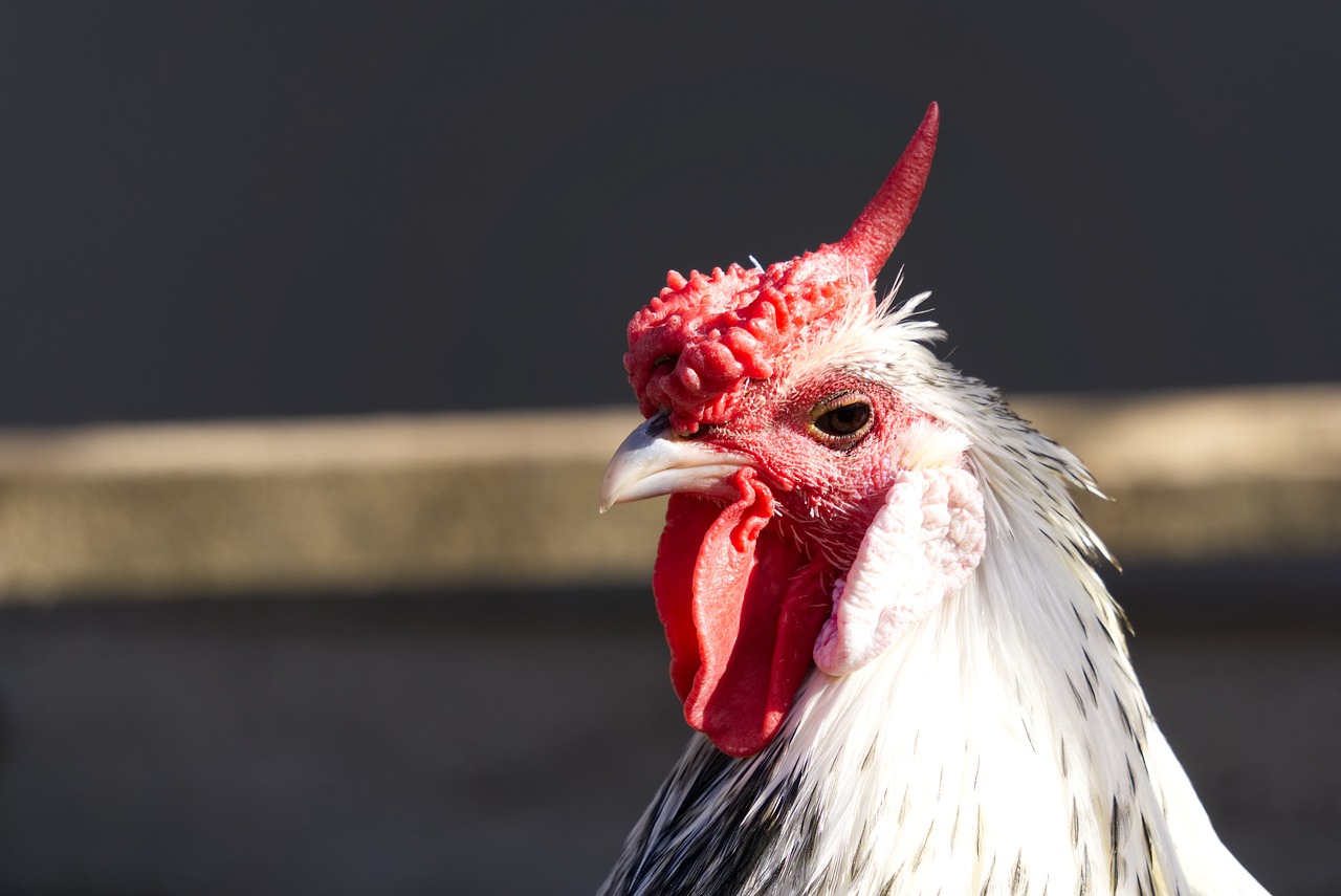 ¿Qué tipos de razas de gallos hay?