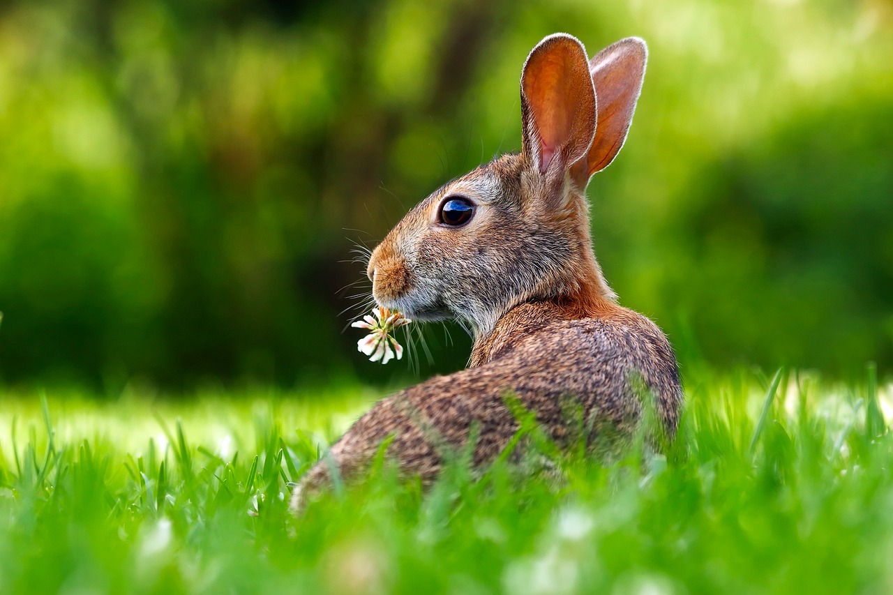 ¿Cómo se crían conejos al aire libre?