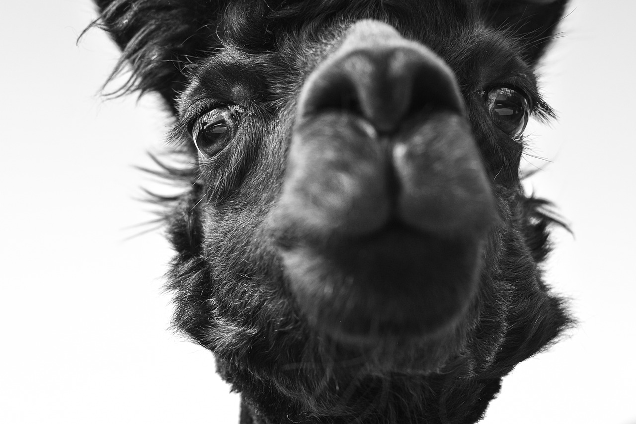 ¿Cómo se dice pacas o alpacas?