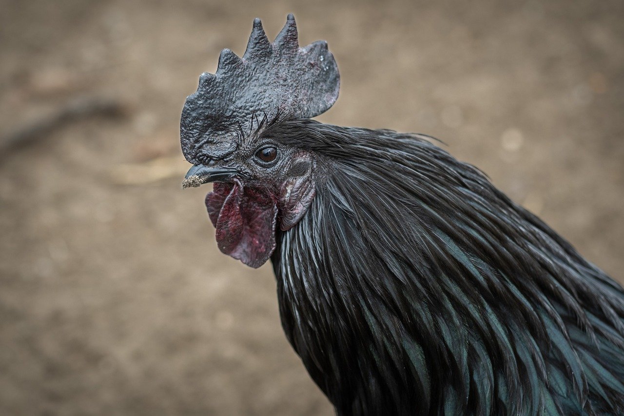 ¿Cuánto cuesta un pollo Ayam Cemani?