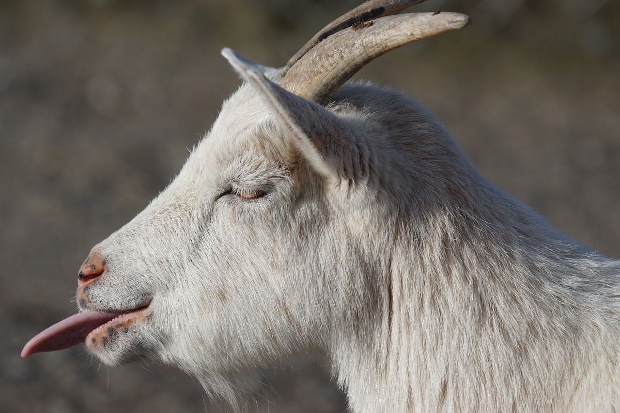 ¿Cuántos años de vida tiene una cabra enana?
