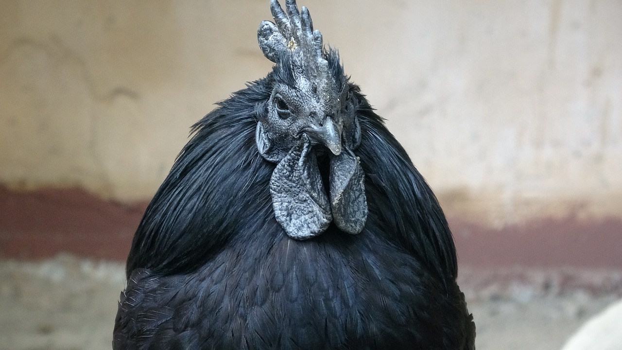 ¿Cuántos huevos pone la gallina Ayam Cemani?