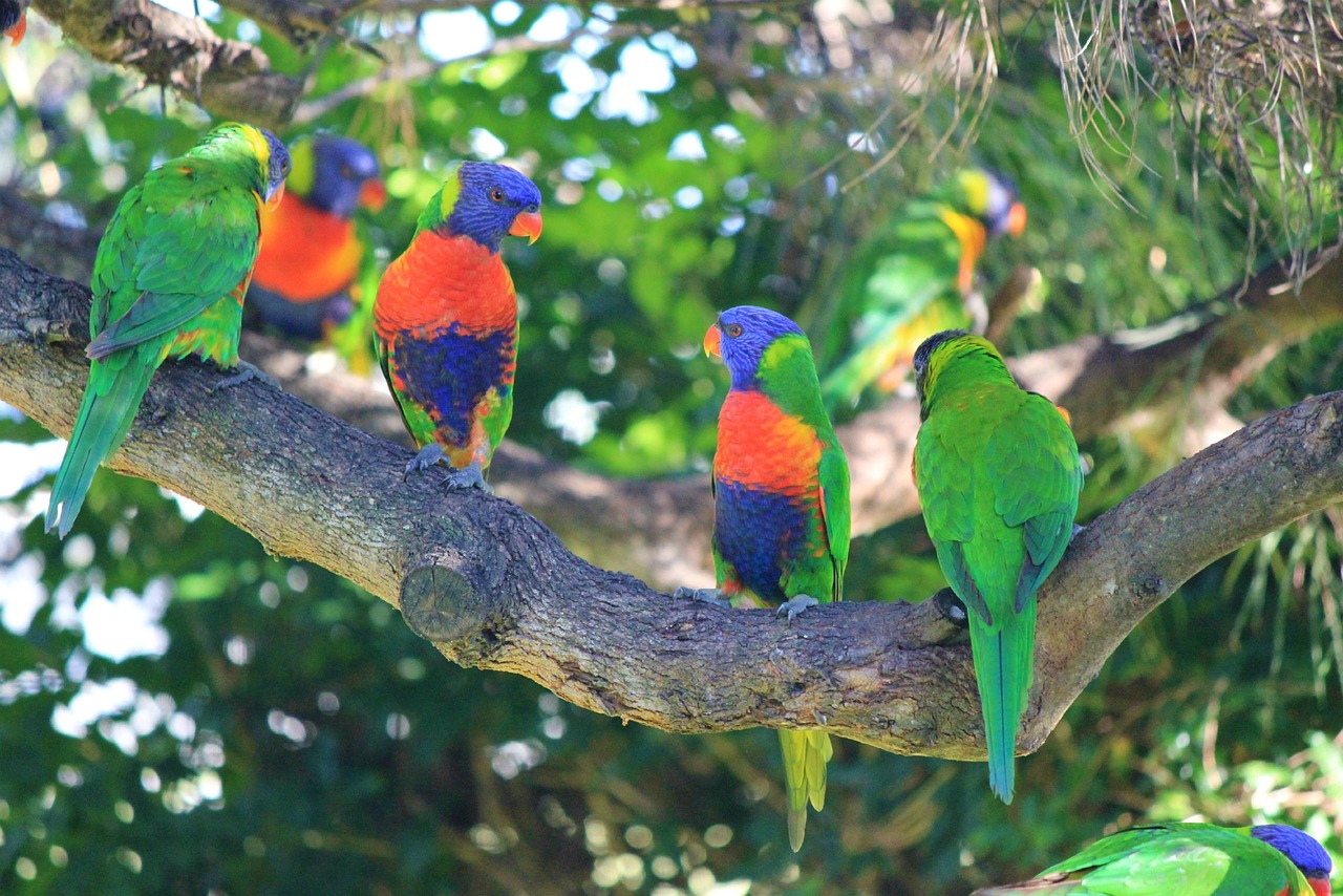 ¿Qué atrae a los pericos?