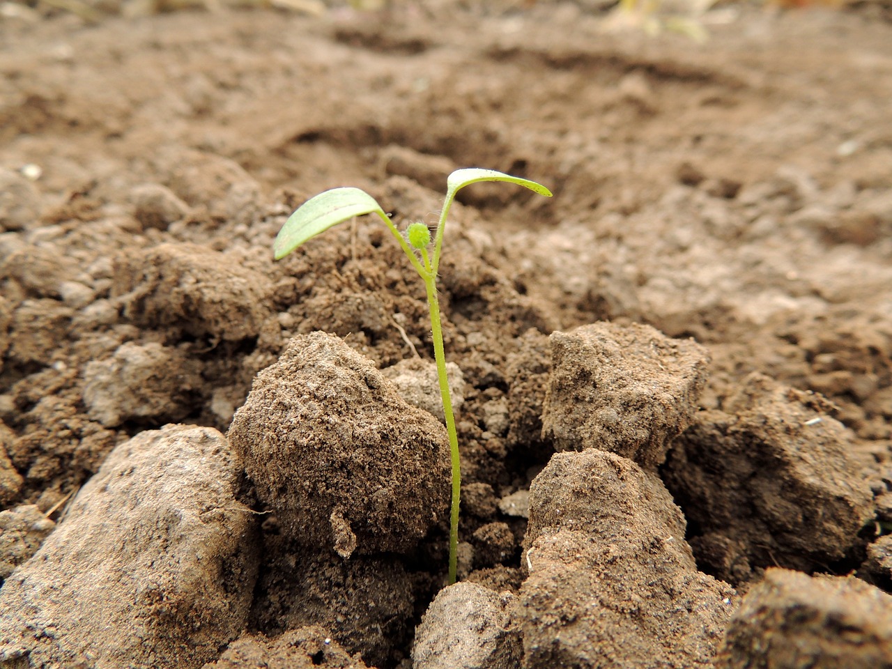 ¿Qué hacer para que no se Ahilen los semilleros?