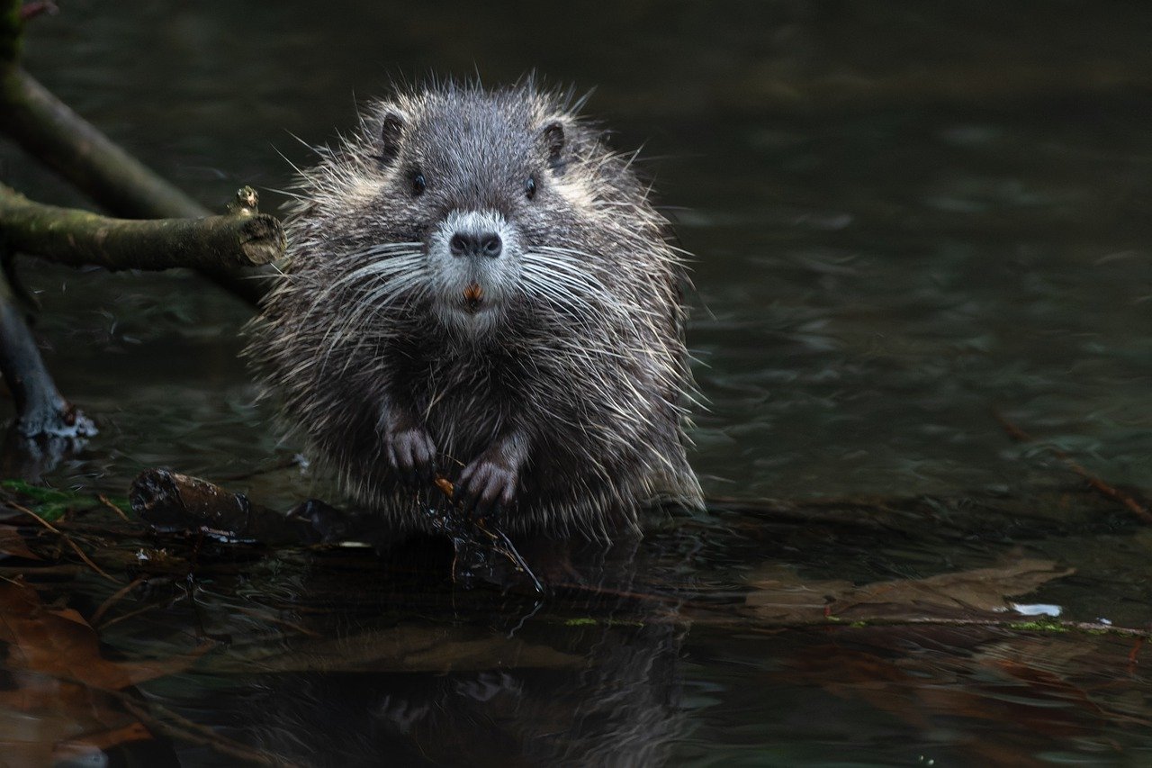 ¿Cómo acabar con las ratas en un gallinero?