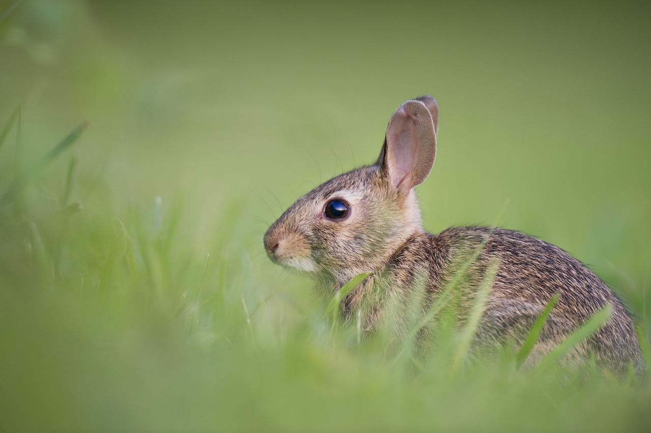 ¿Cómo crían los conejos de campo?