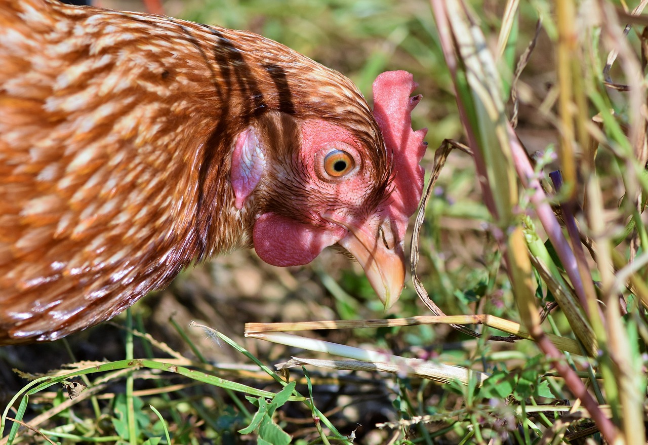 ¿Cómo eliminar el ácaro rojo de las gallinas?