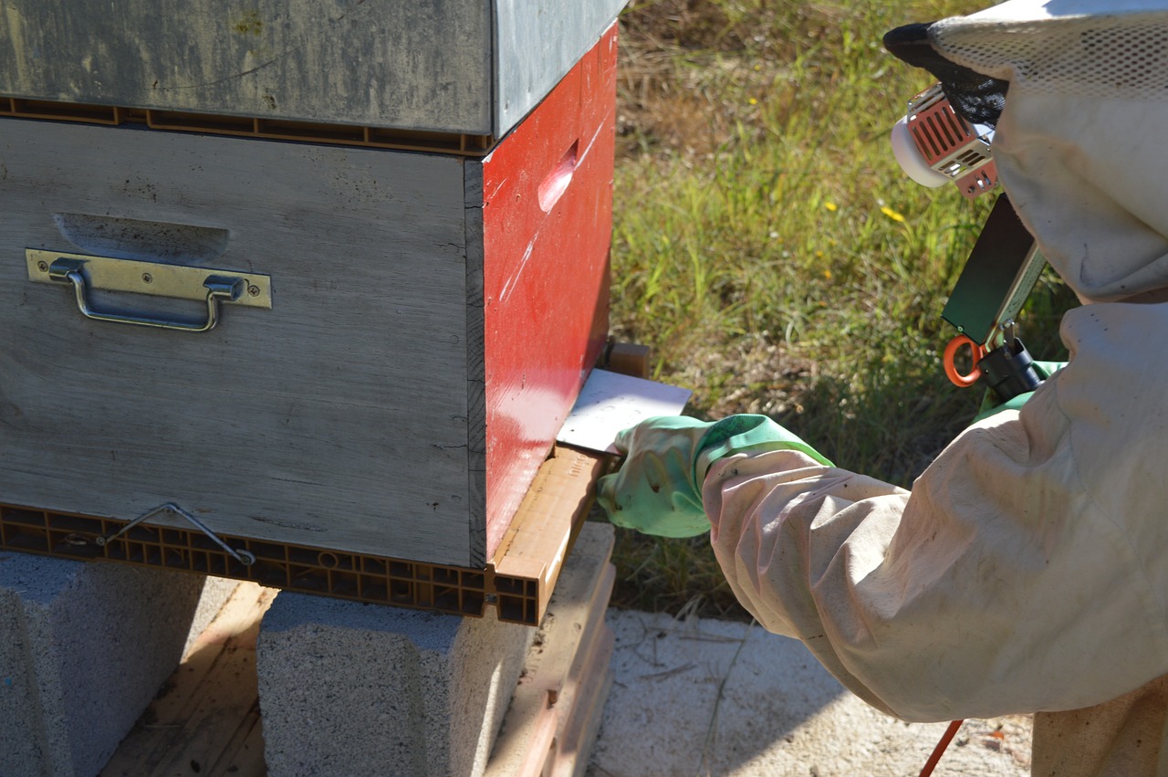 ¿Cómo eliminar la varroa de las abejas de forma natural?