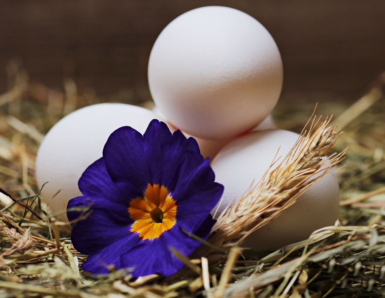 ¿Cómo se llama la raza de gallina Blanca?