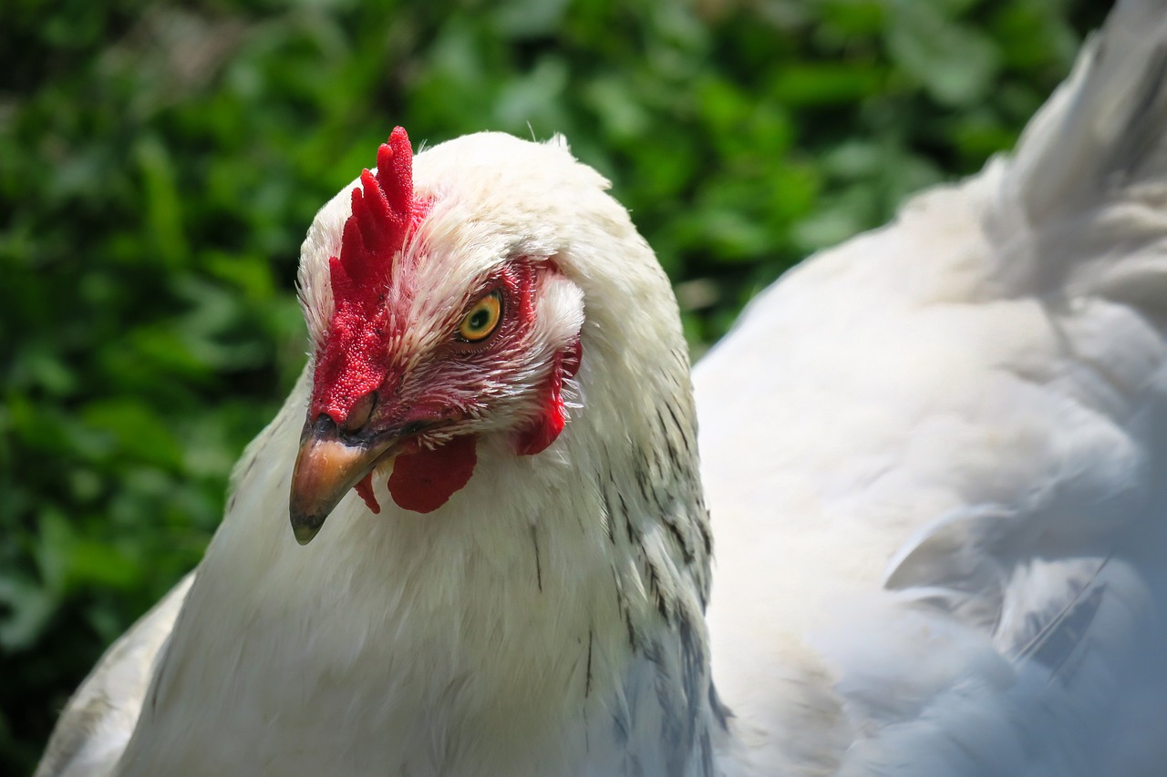 ¿Cuántos kilos de alimento se come 100 gallina ponedora?