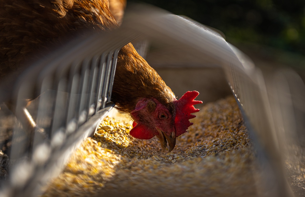 ¿Por qué las gallinas no pueden volar?