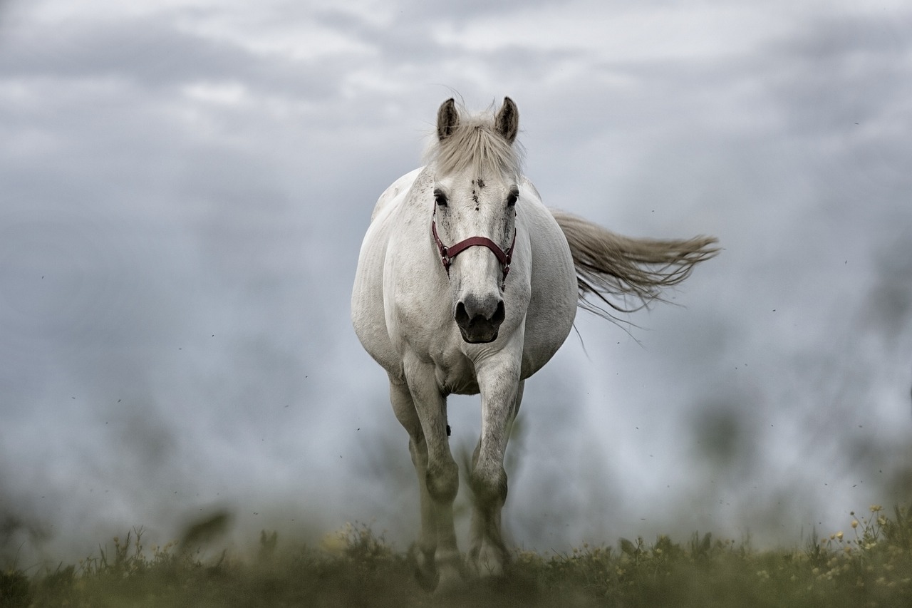 ¿Que no darle de comer a un caballo?