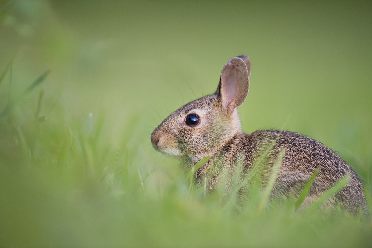 ¿Qué pasa si le doy pan a un conejo?
