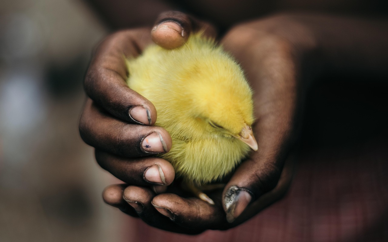 ¿Cómo escribir el sonido de un pollo?