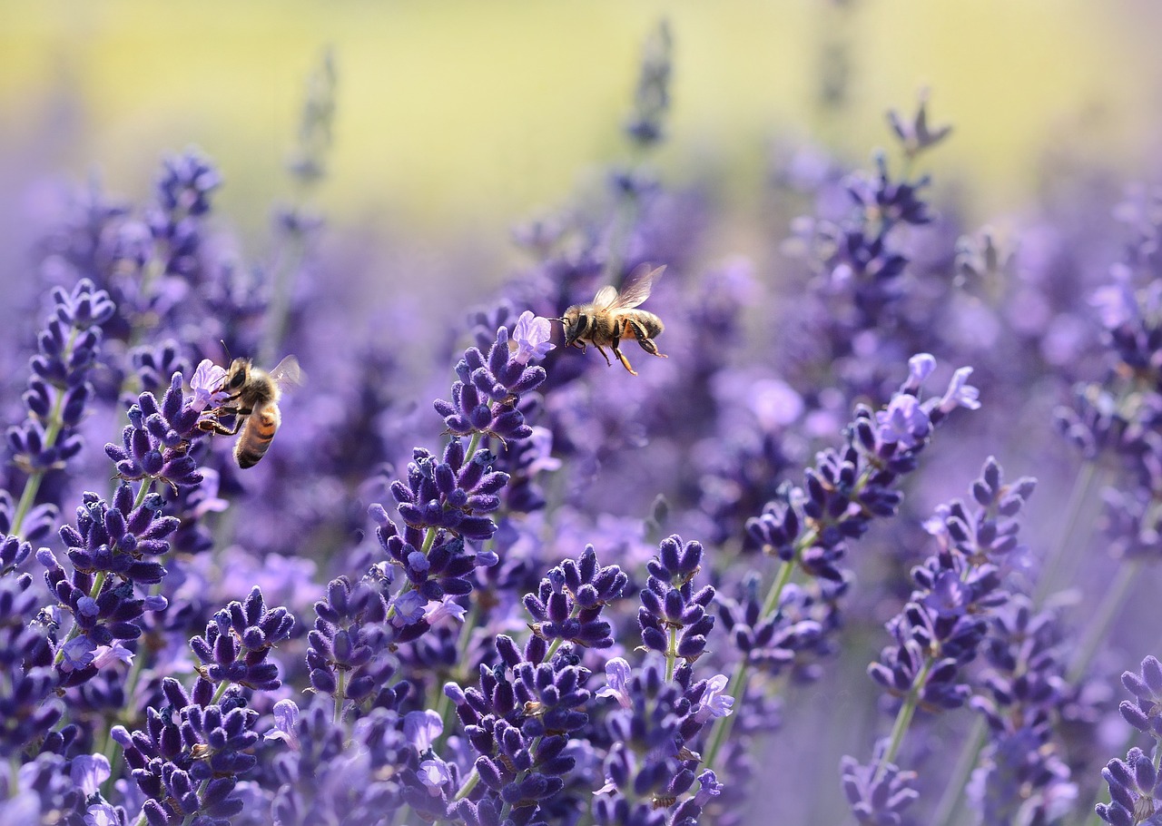 ¿Cómo evacuan las abejas?