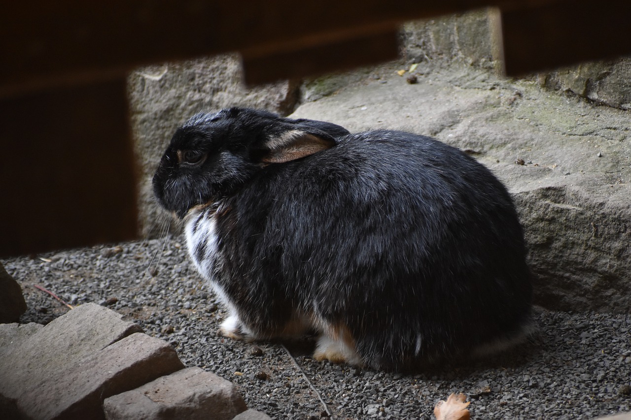 ¿Cómo saber si mi conejo es rex?