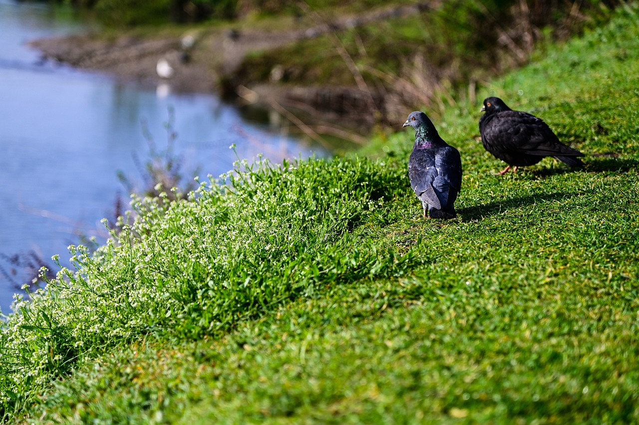 ¿Cómo se entrena a las palomas mensajeras?