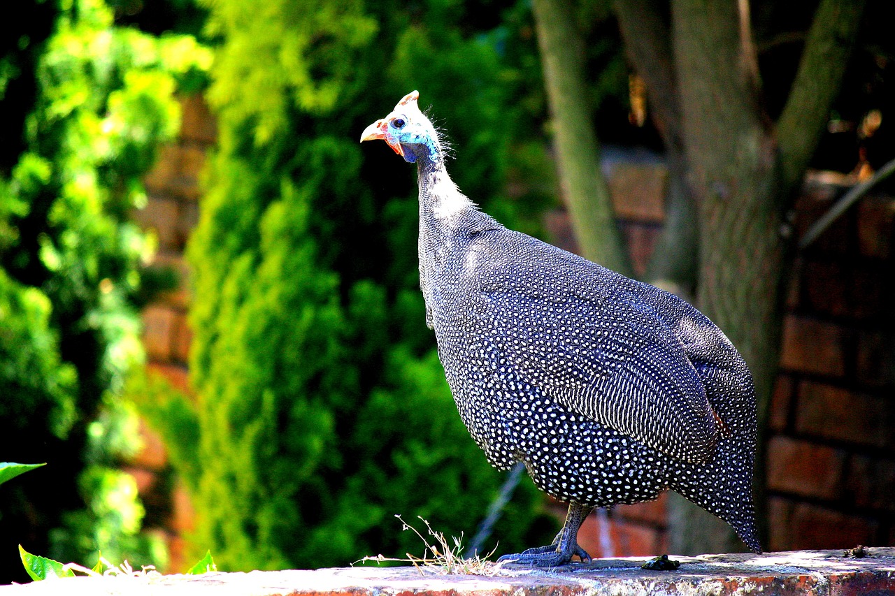 ¿Cómo se llama la gallina gris?