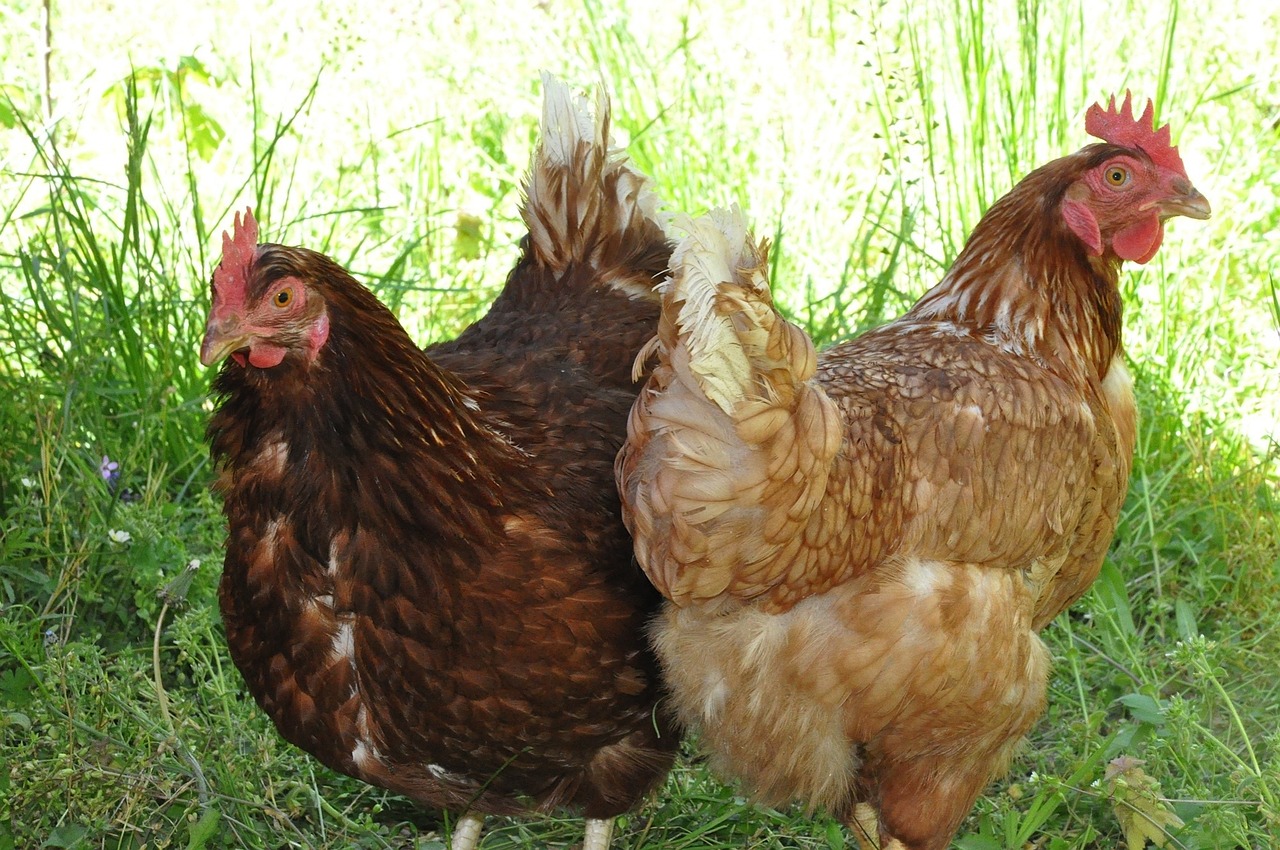 ¿Cómo se llama la gallina ponedora negra?