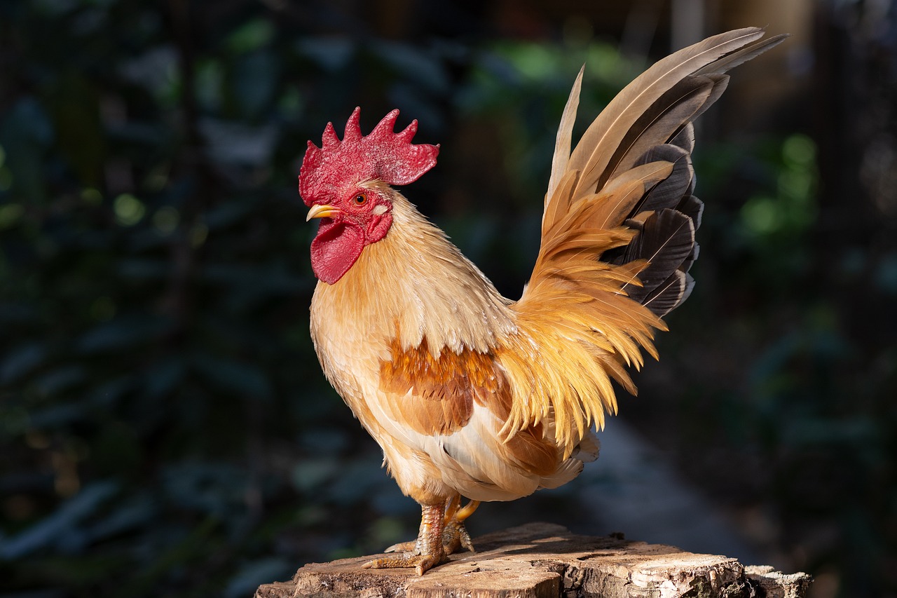 ¿Cómo se llaman las gallinas pintas?