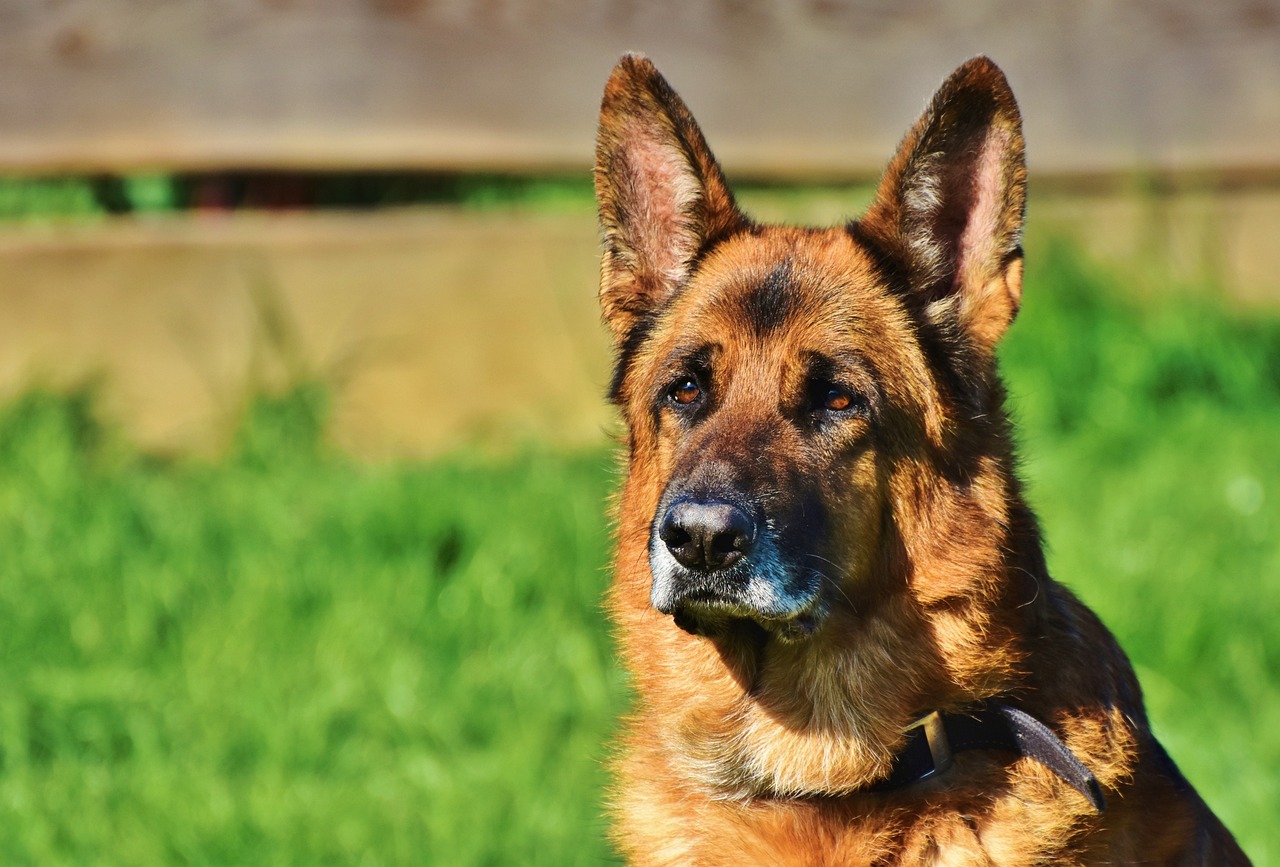 ¿Cuál es la mejor raza de perro guardián?