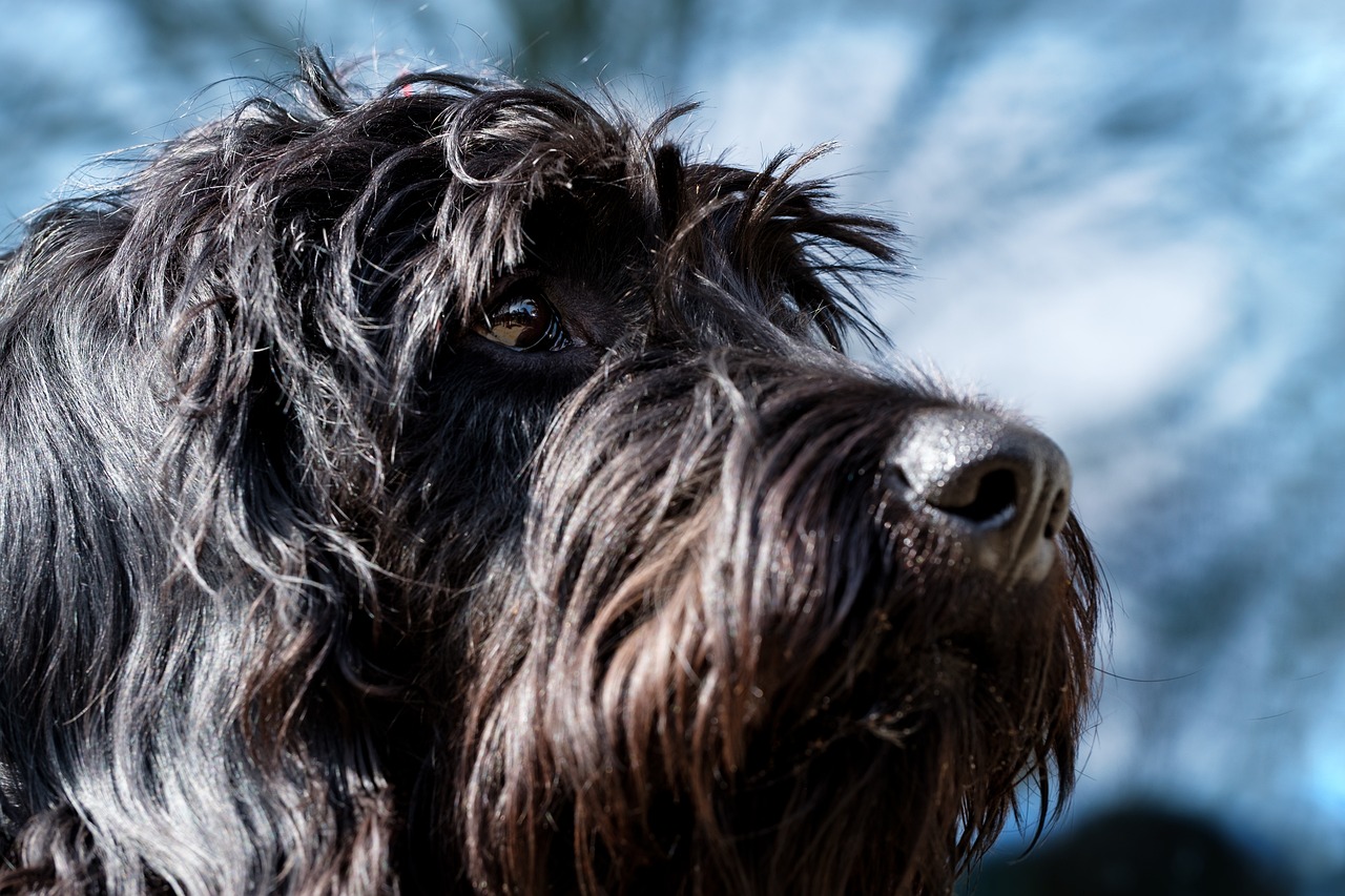 ¿Cuánto es el precio de un perro Schnauzer?